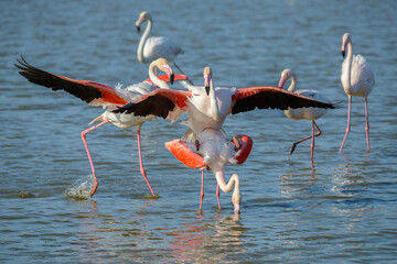 Pink Flamingo, Southern France, Camargue