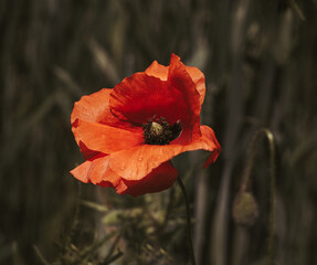 Poppy flower close-up on a blurred background. Tender poppy flower papaver in the sun.