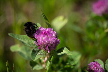 Bumblebee eating on the rose clover flower close-up