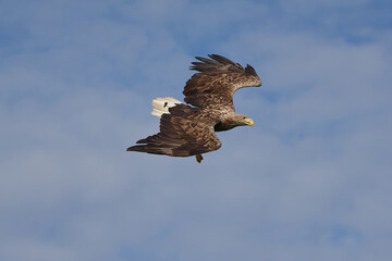White tailed Eagle Catching eel Raptor Lake Hunting