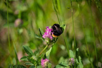 Bumblebee eating on the rose clover flower close-up