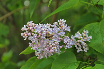 Fototapeta premium White lilac blooming with bee eating close-up