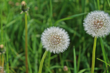 Two white dandelion flowers close-up