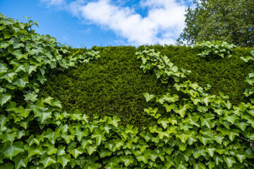 a fence fully covered with two kind of green leaves on a sunny day under cloudy blue sky