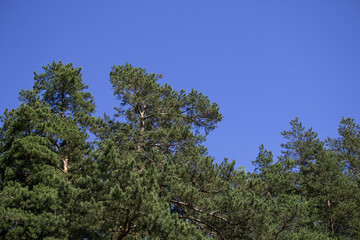 Tree tops on blue sky background