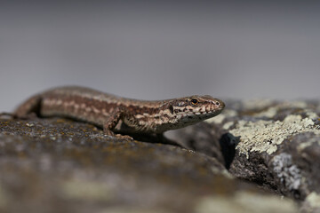 common wall lizard podarcis muralis Reptile Close up Portrait Clear