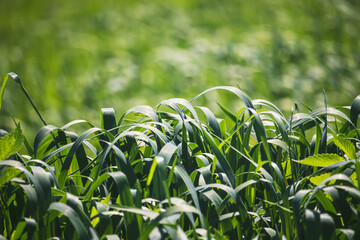 meadow with long bent green grass - close up view