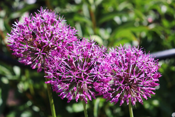 allium flowers close-up in the garden
