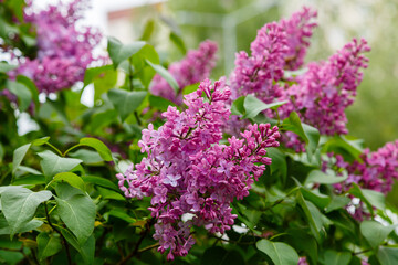 Lilac (Syringa vulgaris) blooming in spring garden. Flowers of lilac in natural background