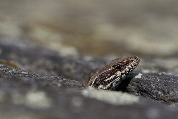 common wall lizard podarcis muralis Reptile Close up Portrait Clear