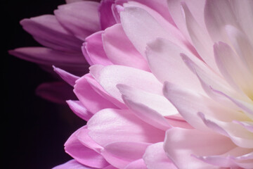 Beautiful close up chrysanthemum shot 