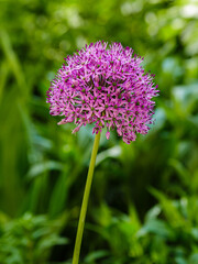 Allium Giganteum blooming. Few balls of blossoming Allium flowers. Beautiful picture with Alliums for the gardening theme