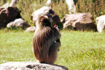 Un singe penseur