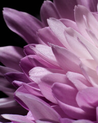Beautiful close up chrysanthemum shot 