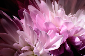 Beautiful close up chrysanthemum shot 