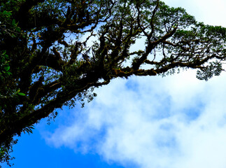 sky and tree and clouds