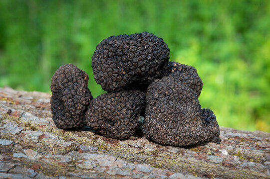 Closeup shot of black truffles that has just been dug up