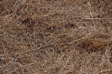 High angle full frame close-up view directly from above of a part of an area of cut down dried weed and grass