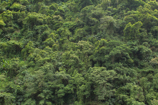 鬱蒼と茂る熱帯雨林の森イメージ背景