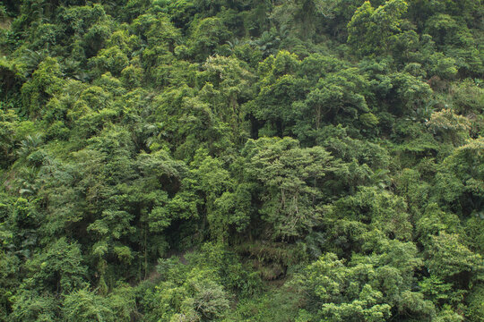 鬱蒼と茂る熱帯雨林の森イメージ背景