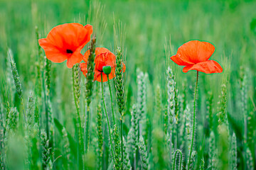 Poppy, red flowers in green grass, field of flowers, summer Ukraine