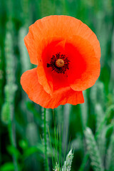 Fototapeta premium Poppy, red flowers in green grass, field of flowers, summer Ukraine