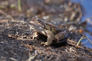 Water frog Pelophylax and Bufo Bufo in mountain lake with beautiful reflection of eyes Spring Mating