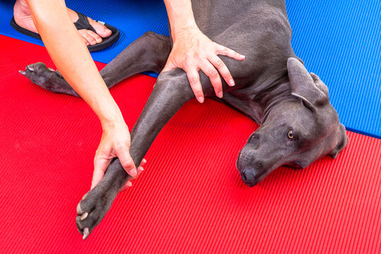 Dehnung des Vorderlaufs an einem Hund