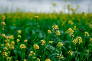 Rapeseed, yellow flowers in green grass, field of yellow flowers, summer Ukraine