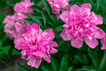 Bush of pink peonies in the garden, summer flowers