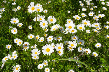Glade overgrown with green grass and blooming daisies on a summer sunny day.
