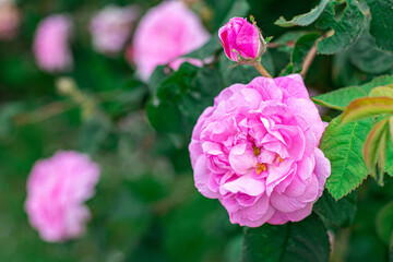 Pink tea rose, flowering bush in the summer garden