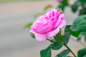 Pink tea rose, flowering bush in the summer garden