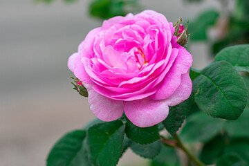 Pink tea rose, flowering bush in the summer garden