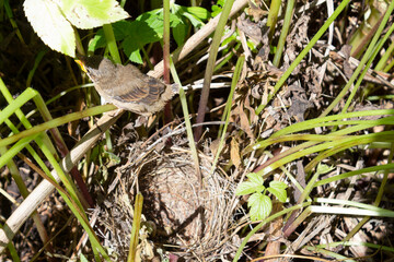 A yellow-spawned chick of a sparrow at a nest in the grass on a summer day.