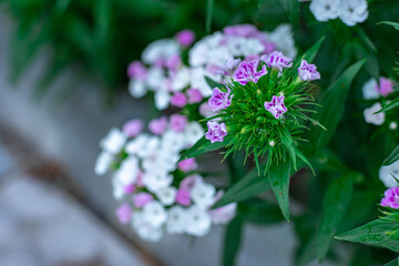 
white-blue carnations, flowering bush in the summer garden