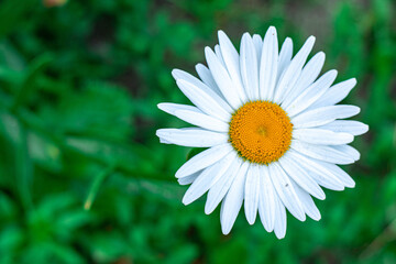 Fototapeta premium daisies with green leaves in a summer garden