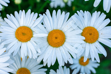 Obraz premium daisies with green leaves in a summer garden