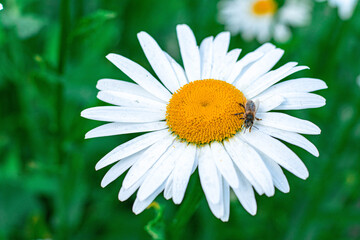 Fototapeta premium daisies with green leaves in a summer garden