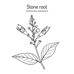 Stone root collinsonia canadensis , or Knob Grass, Hardhack, Heal-all, Rich Weed, medicinal plant