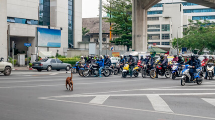 A brave dog crosses the Thanon Ratchadamri road in the heart of Bangkok, Thailand, in front of a row of motorbikes stopped at the traffic lights