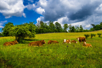 Young Cows Rest On Green Pasture In Rural Landscape In Austria © grafxart