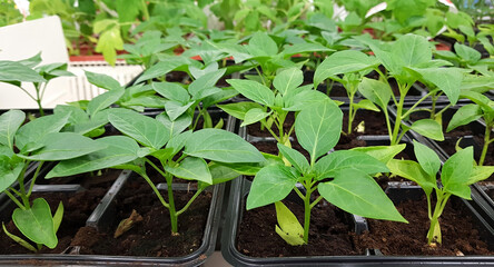 sweet pepper seedlings grown in a greenhouse for sale on the market