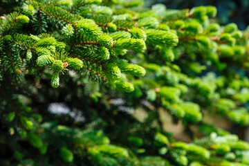 Detail of fresh spruce branch in forest