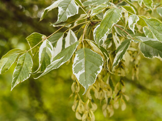 Acer negundo 'Variegatum', érable négundo panaché, magnifique arbre décoratif au port arrondi,...