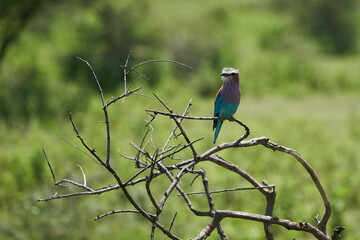 Lilac breasted roller Coracias caudatus Africa Coraciidae Portrait on a tree