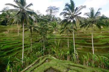 Fototapeta na wymiar coconut tree nad rice field in Tegalalang, Bali, Indonesia