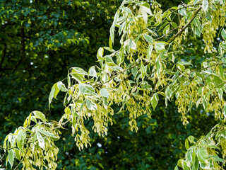 Acer negundo 'Variegatum', érable négundo panaché aux fleurs femelles pendantes en grappes jaune...