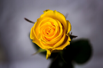 Yellow rose on a gray background. Macro shooting.
