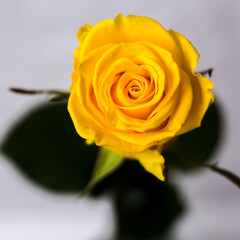 Yellow rose on a gray background. Macro shooting.
